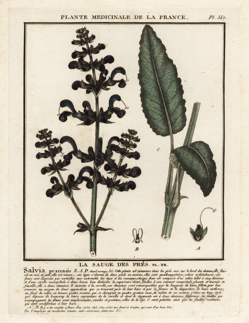 Wiesensalbei, Salvia pratensis von Unbekannter Künstler