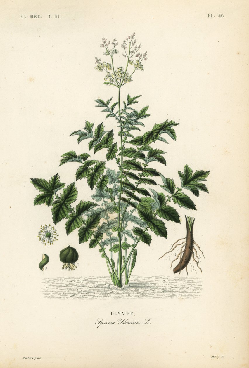 Mädesüß oder Wiesenkönigin, Filipendula ulmaria von Unbekannt