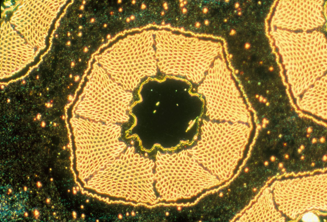 Tieftemperatursupraleiter, Lichtmikrograph von Unbekannter Künstler