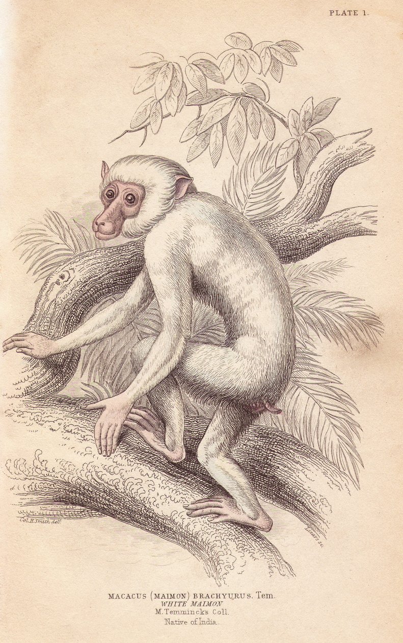 Moor-Makak, Macaca maura (Macacus maimon brachyurus). Weißer Maimon, vermutlich ein Albino-Jungtier. Handkolorierter Stahlstich von Lizars nach einer Illustration von Charles Hamilton Smith aus William Jardines Naturalist