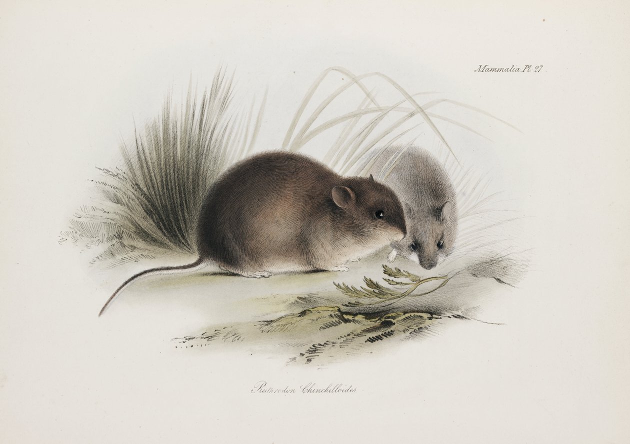 Maus, Feuerland, Südamerika, ca. 1832-1836 von Unbekannter Künstler