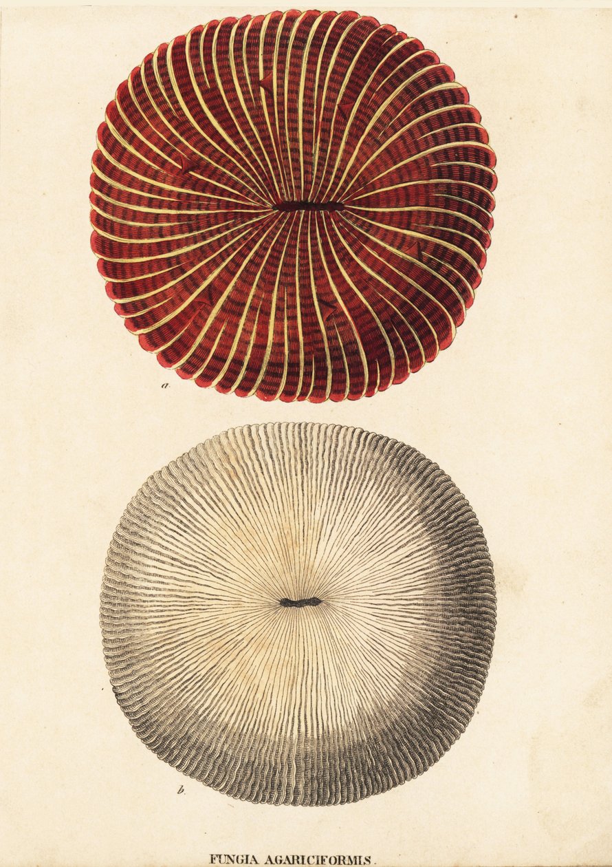 Pilzkoralle, Fungia fungites. Handkolorierter Stahlstich aus Georg Friedrich Treitschkes Naturhistorischer Bildersaal des Thierreiches, Leipzig-1842. von Unbekannter Künstler