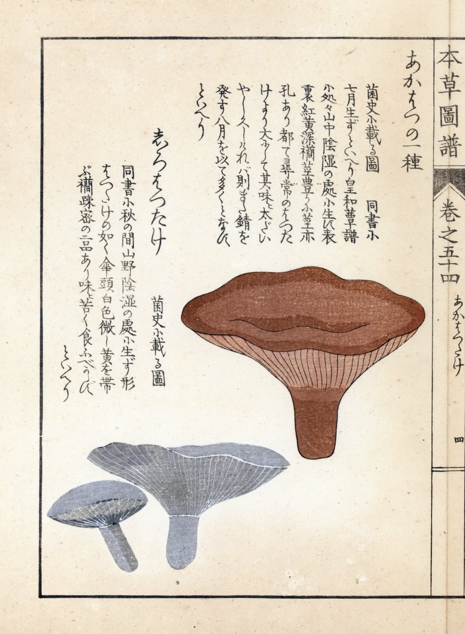 Pilze: Akahatsu Lacatire und Weißer Shirohatsudake - Japanischer Druck von Kanen Iwasaki (1786-1842), aus Honzo Zufu, illustrativer Leitfaden zu Heilpflanzen von Unbekannter Künstler