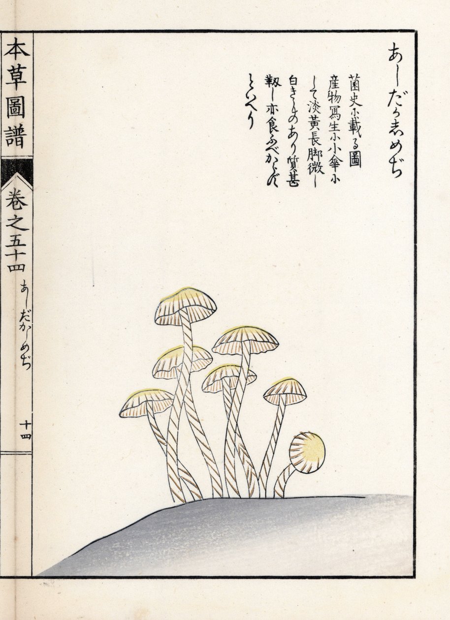 Pilze: Shimeji Ashitaka - Japanischer Druck von Kanen Iwasaki (1786-1842), aus Honzo Zufu, illustrativer Leitfaden zu Heilpflanzen von Unbekannter Künstler