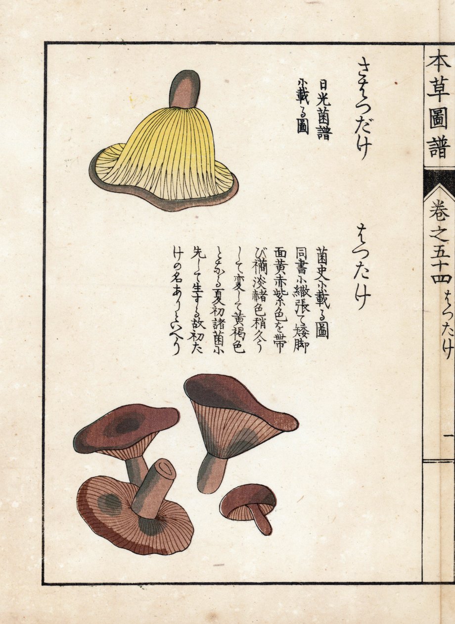 Pilze: Sorten von Milchfrühen (essbar) - Japanischer Druck von Kanen Iwasaki (1786-1842), aus Honzo Zufu, illustrativer Leitfaden zu Heilpflanzen von Unbekannter Künstler