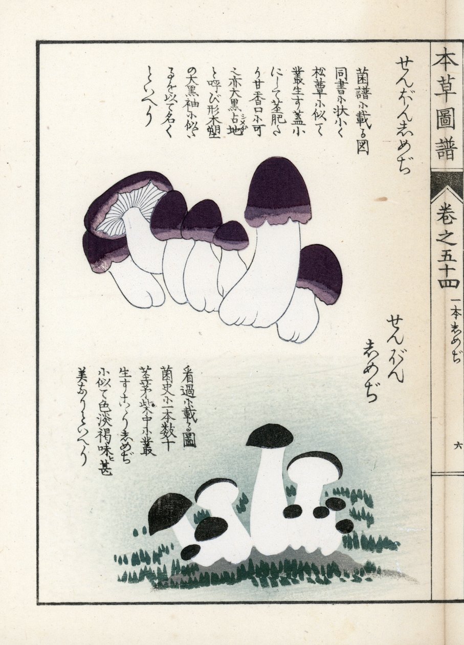 Pilze: Sorten von Shimeji (essbar) - Japanischer Druck von Kanen Iwasaki (1786-1842), aus Honzo Zufu, illustrativer Leitfaden zu Heilpflanzen von Unbekannter Künstler