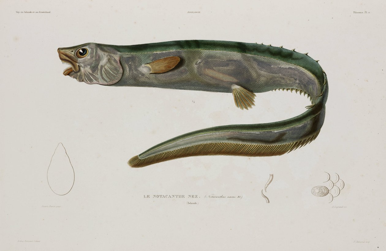 Natacanthus nasus, Island, frühes 19. Jahrhundert von Unbekannter Künstler