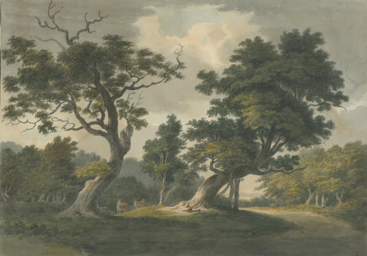 Needwood Wald: Aquarell, undatiert [frühes 19. Jh.] von Unbekannt