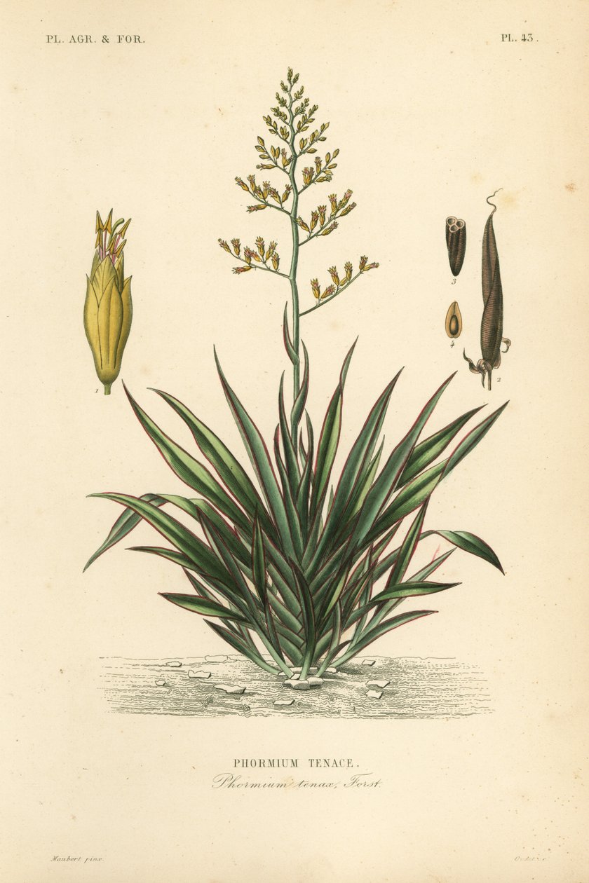 Neuseeländischer Flachs, Phormium tenax von Unbekannt