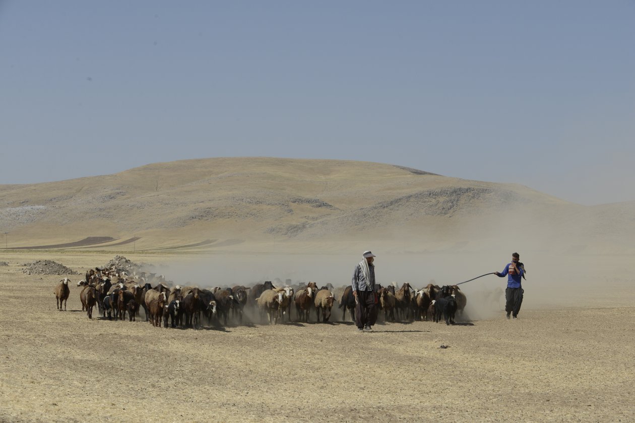 Nomadenzelte zwischen Tamar und Ashkhaneh, Iran 2022 von Unbekannter Künstler