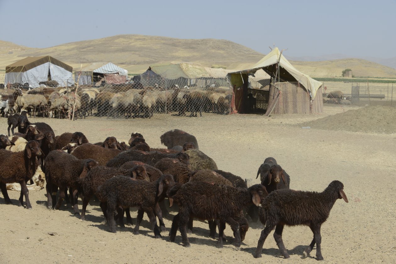 Nomadenzelte zwischen Tamar und Ashkhaneh, Iran 2022 von Unbekannter Künstler