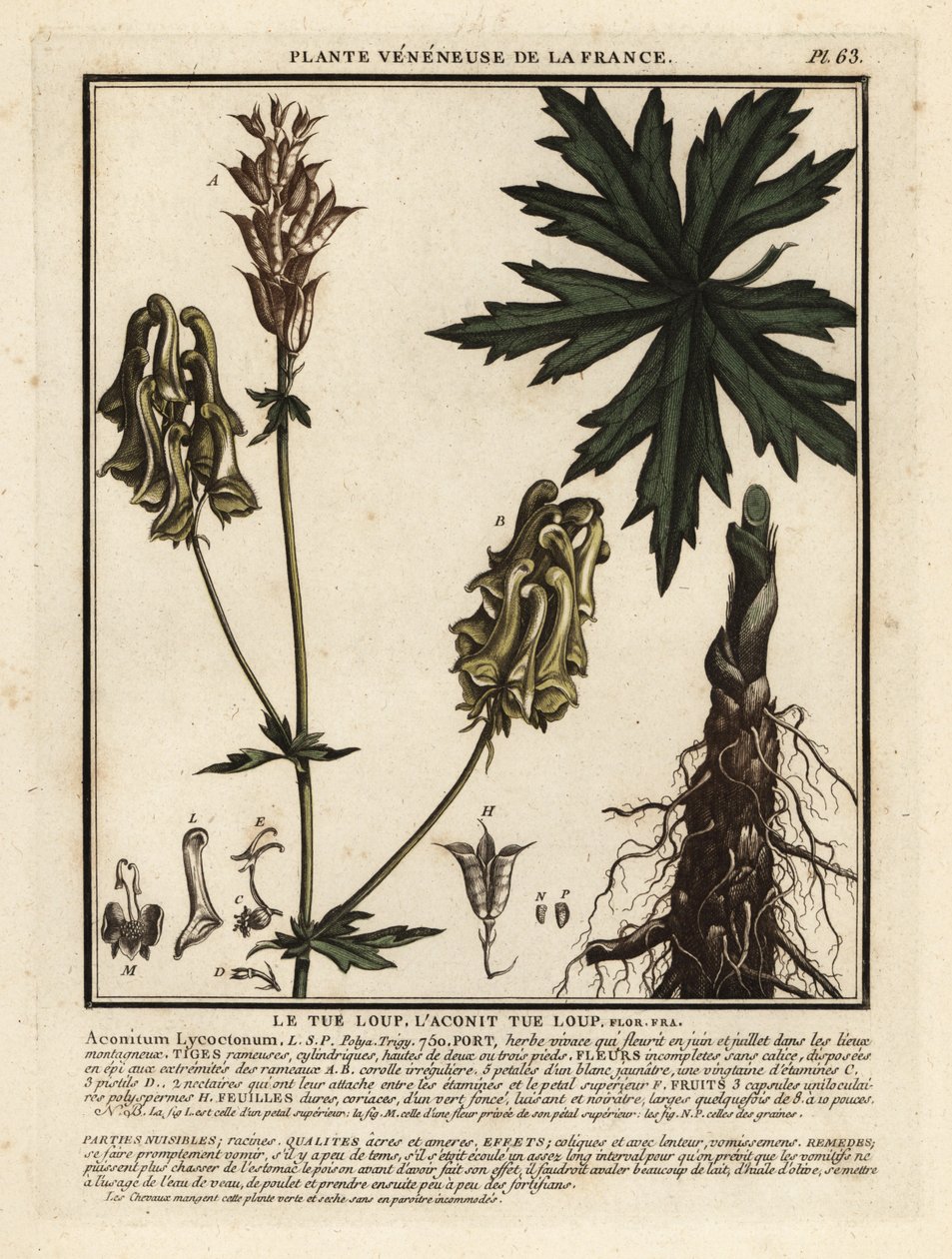 Nordischer Eisenhut, Aconitum lycoctonum von Unbekannter Künstler