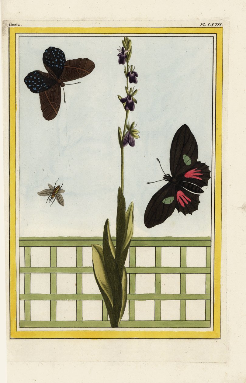 Ophrise hat insektenförmige Blüten. Fliegenragwurz, Ophrys insectifera. Doris-Langflügel, Heliconius doris. Handkolorierte Radierung aus Pierre Joseph Buchoz