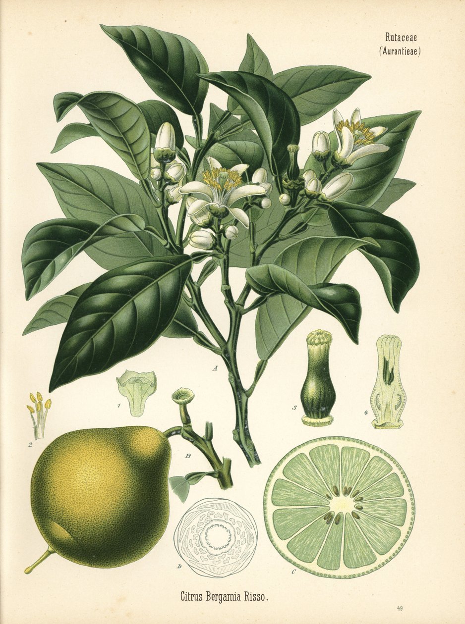 Orange Bergamotte, Citrus bergamia. Chromolithographie nach einer botanischen Illustration aus Hermann Adolph Koehler