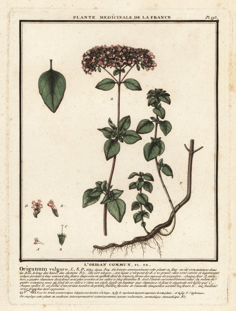 Oregano oder Wilder Majoran, Origanum vulgare von Unbekannter Künstler