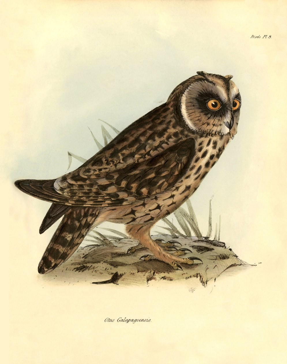 Ornithologie: „Otus Galapagoensis“ Galapagos-Eule, beschrieben von Charles Darwin (1809-1882) während seiner Expedition an Bord der Beagle. Tafel aus „Birds described by John Gould, with notice of their habits by Charles Darwin“ von Unbekannter Künstler