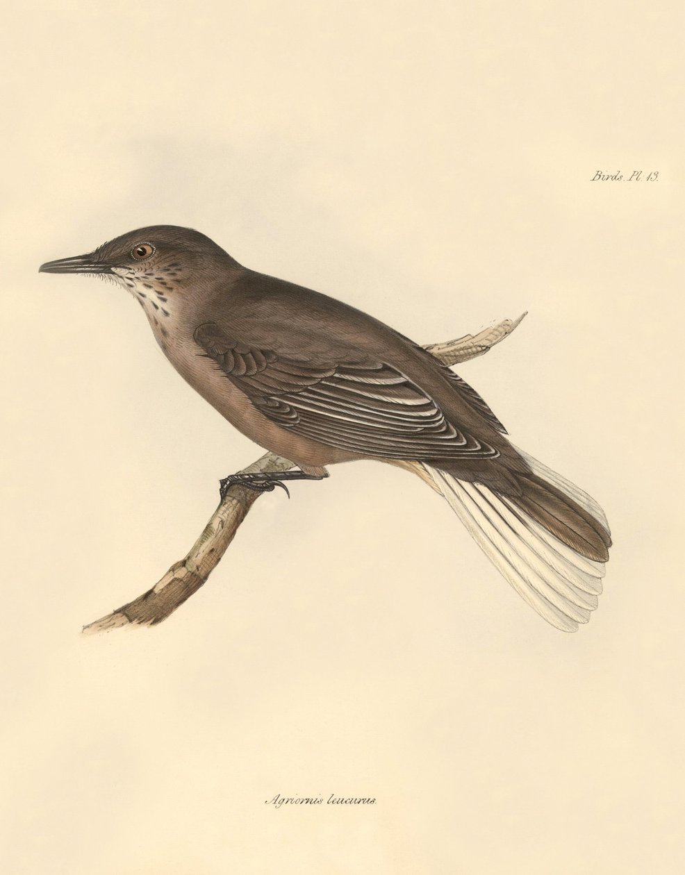 Ornithologie: Der „Agriornis leucurus“ beschrieben von Charles Darwin während seiner Erkundungsreise an Bord der Beagle. Tafel aus „The Zoology of the voyage of H.M.S. Beagle under the command of Captain Fitzroy during the years 1832 to 1836“ von Unbekannter Künstler