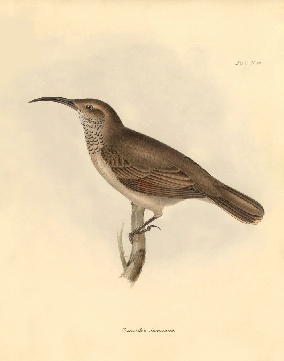 Ornithologie: Der „Upercerthia dumetaria“ beschrieben von Charles Darwin während seiner Forschungsreise an Bord der Beagle. Tafel aus „The Zoology of the voyage of H.M.S. Beagle under the command of Captain Fitzroy during the years 1832 to 1836 edited and  von Unbekannter Künstler