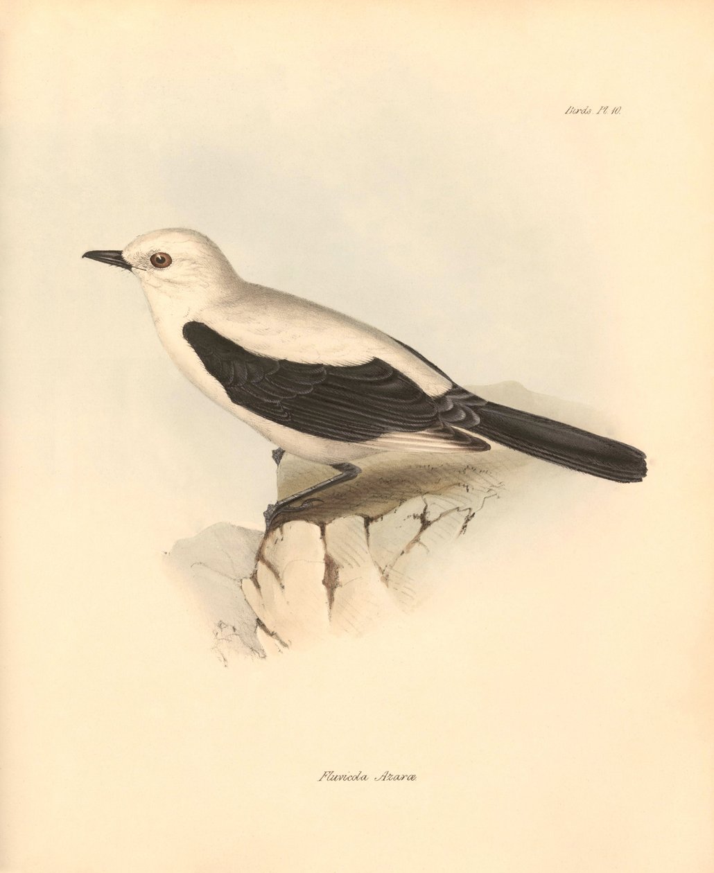 Ornithologie: Die „Fluvicola azarea“ oder Fliegenschnäpper beschrieben von Charles Darwin während seiner Erkundungsreise an Bord der Beagle. Tafel aus „The Zoology of the voyage of H.M.S. Beagle under the command of Captain Fitzroy during the years 1832 to von Unbekannter Künstler