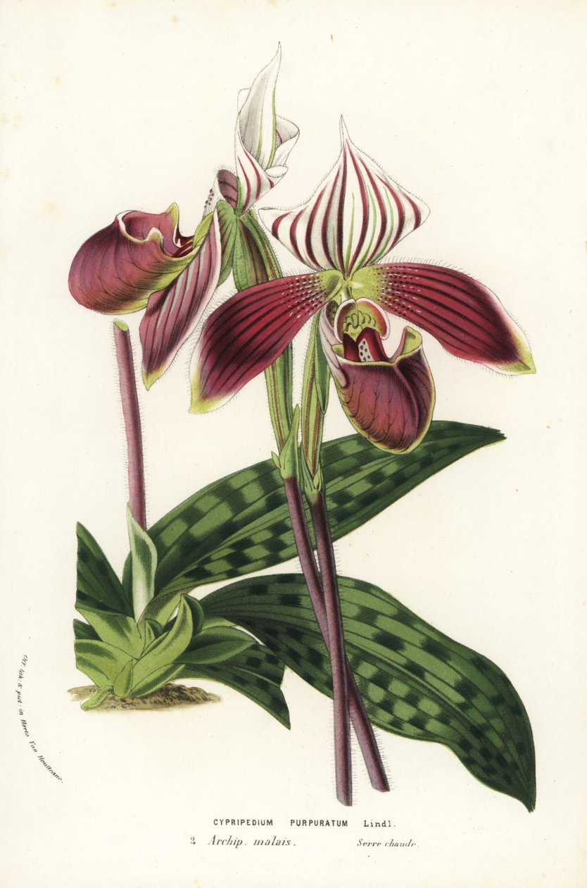 Paphiopedilum purpurpuratum Orchidee (Cypripedium purpuratum). Handkolorierte Lithographie aus Louis van Houtte und Charles Lemaire