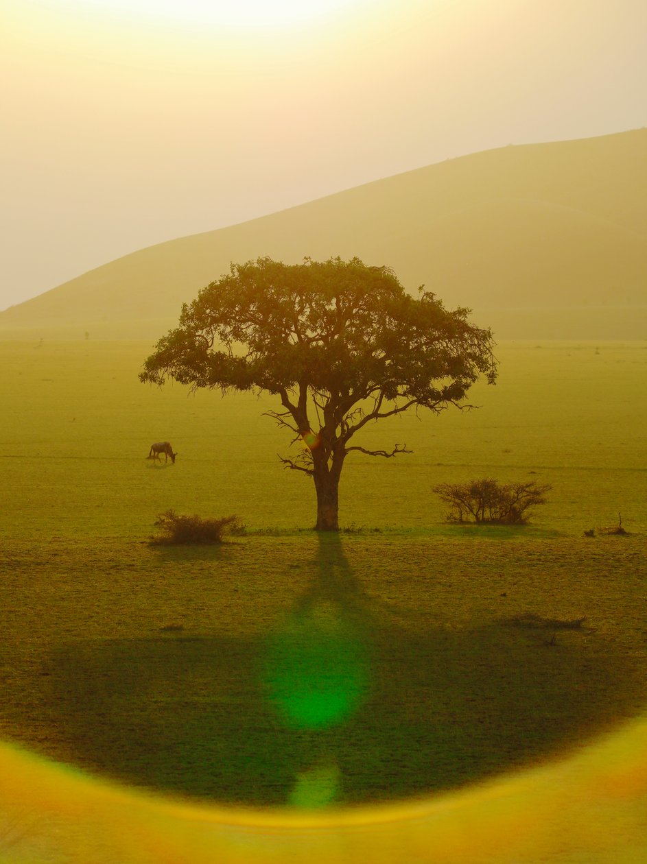 Paradies nach dem Regen, Chyulu Hills, 2018 von Unbekannter Künstler