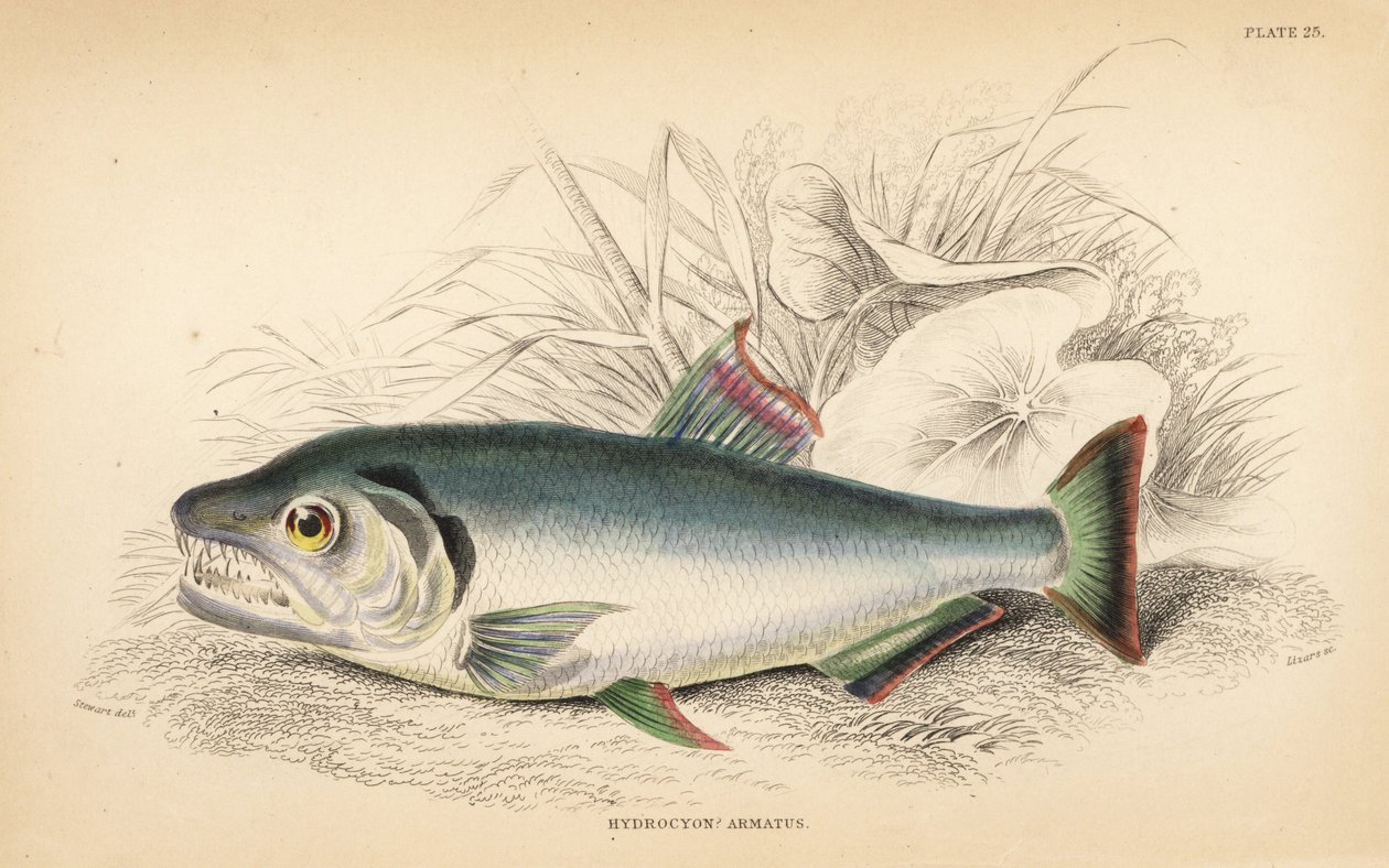 Payara, Hydrolycus armatus (Starkzahn-Hydrocyon, Hydrocyon? armatus). Handkolorierter Stahlstich von W.H. Lizars nach einer Illustration von James Stewart aus Robert Schomburg