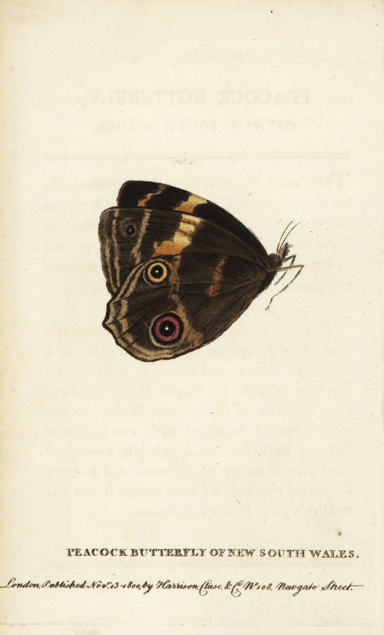 Pfauenfalter von New South Wales. Handkolorierter Kupferstich aus The Naturalist