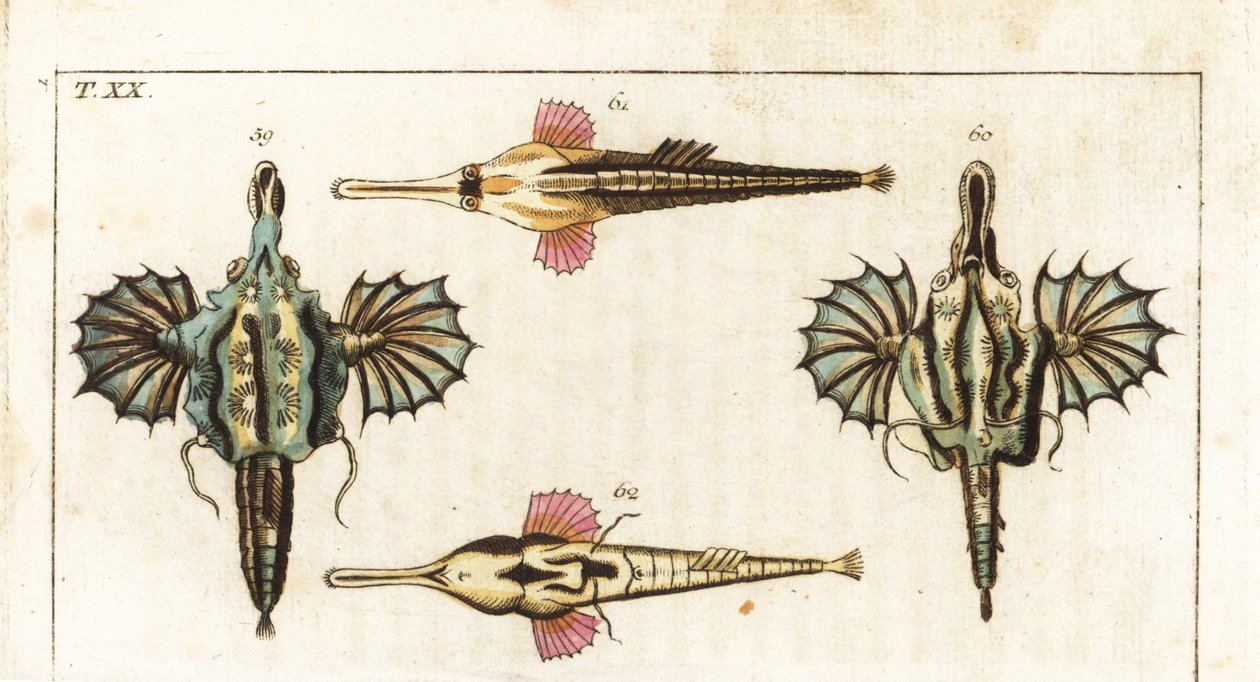 Pegase (oder kleiner Drachenfisch) - Langschwanz-Schmetterlingsfisch - Kurzer Drachenfisch, Eurypegasus draconis 59,60, und Langschwanz-Seemaul, Pegasus volitans 61,62. Handkolorierte Kupferstichgravur aus Gottlieb Tobias Wilhelms Enzyklopädie der Naturg von Unbekannter Künstler