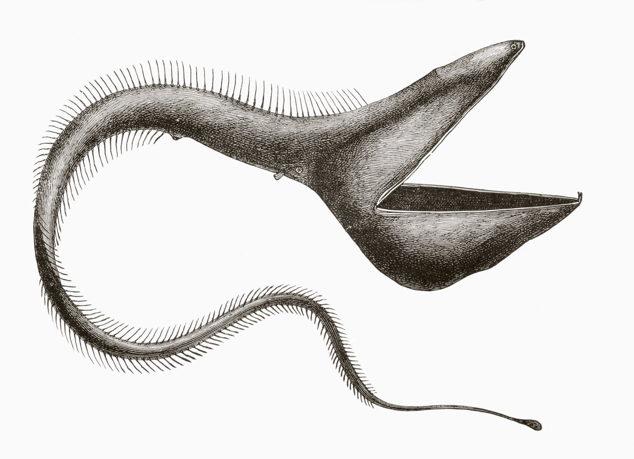 Pelikan-Aal oder Eurypharynx pelecanoides, ein Tiefseefisch, der selten von Menschen gesehen wird, aus 