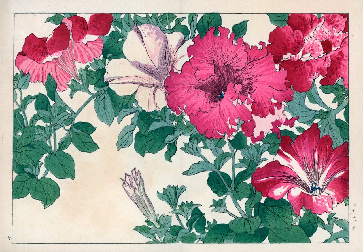 Petunienvarietäten (rosa und weiß). Handkolorierter Holzschnitt aus Konan Tanigamis „Seiyou Sokazufu“ (Bildalbum westlicher Pflanzen und Blumen: Sommer), Unsodo, Kyoto von Unbekannter Künstler