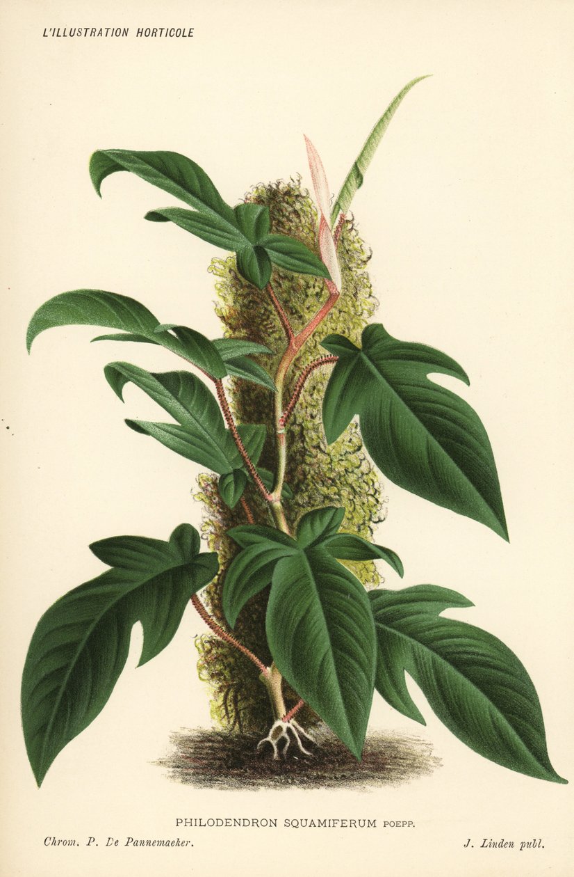 Philodendron squamiferum Laubpflanze. Chromolithographie von Pieter de Pannemaeker aus Jean Linden
