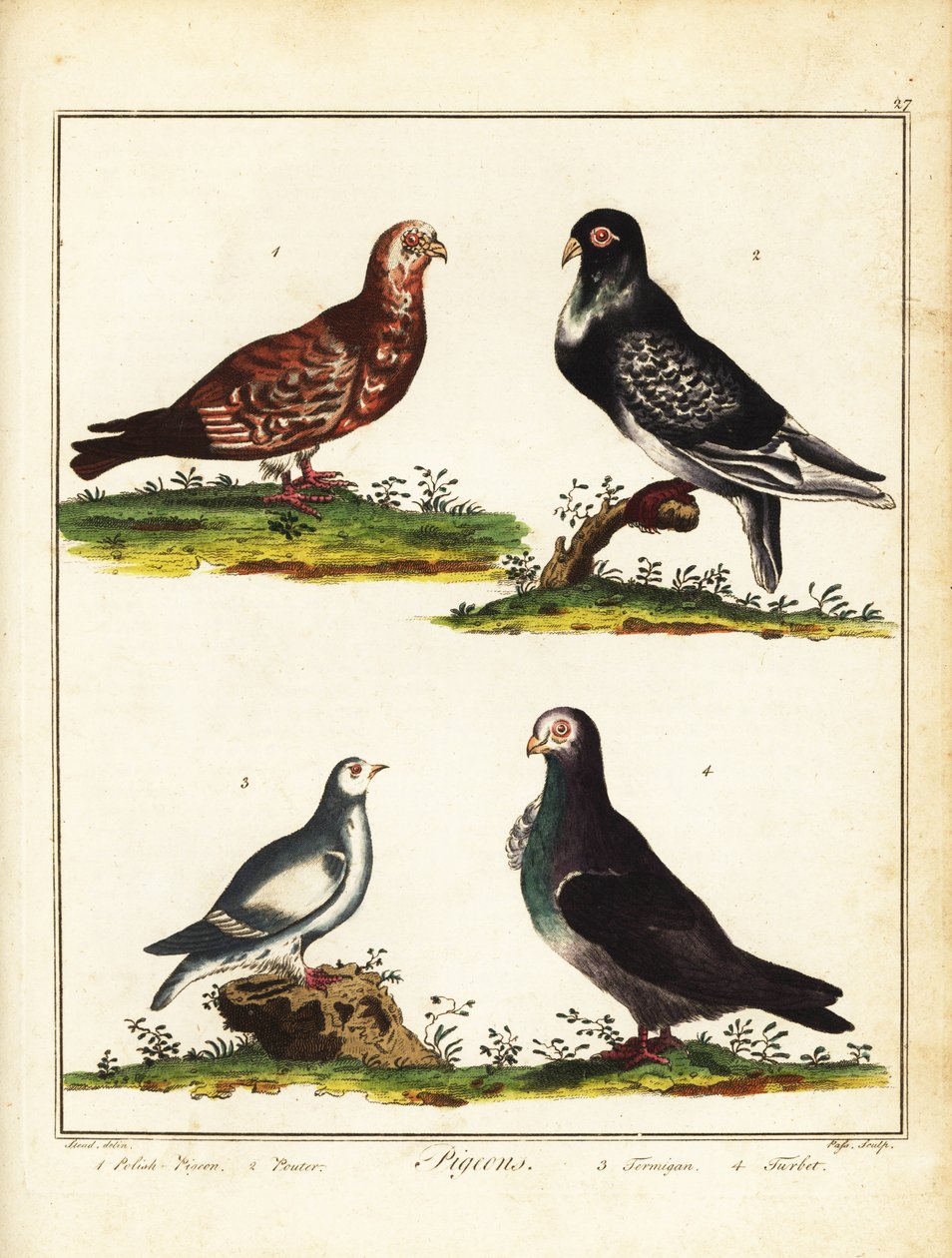Tauben: Polnische Taube, Kropftaube, Schneehuhn und Turbit. 1792 (Gravur) von Unbekannter Künstler