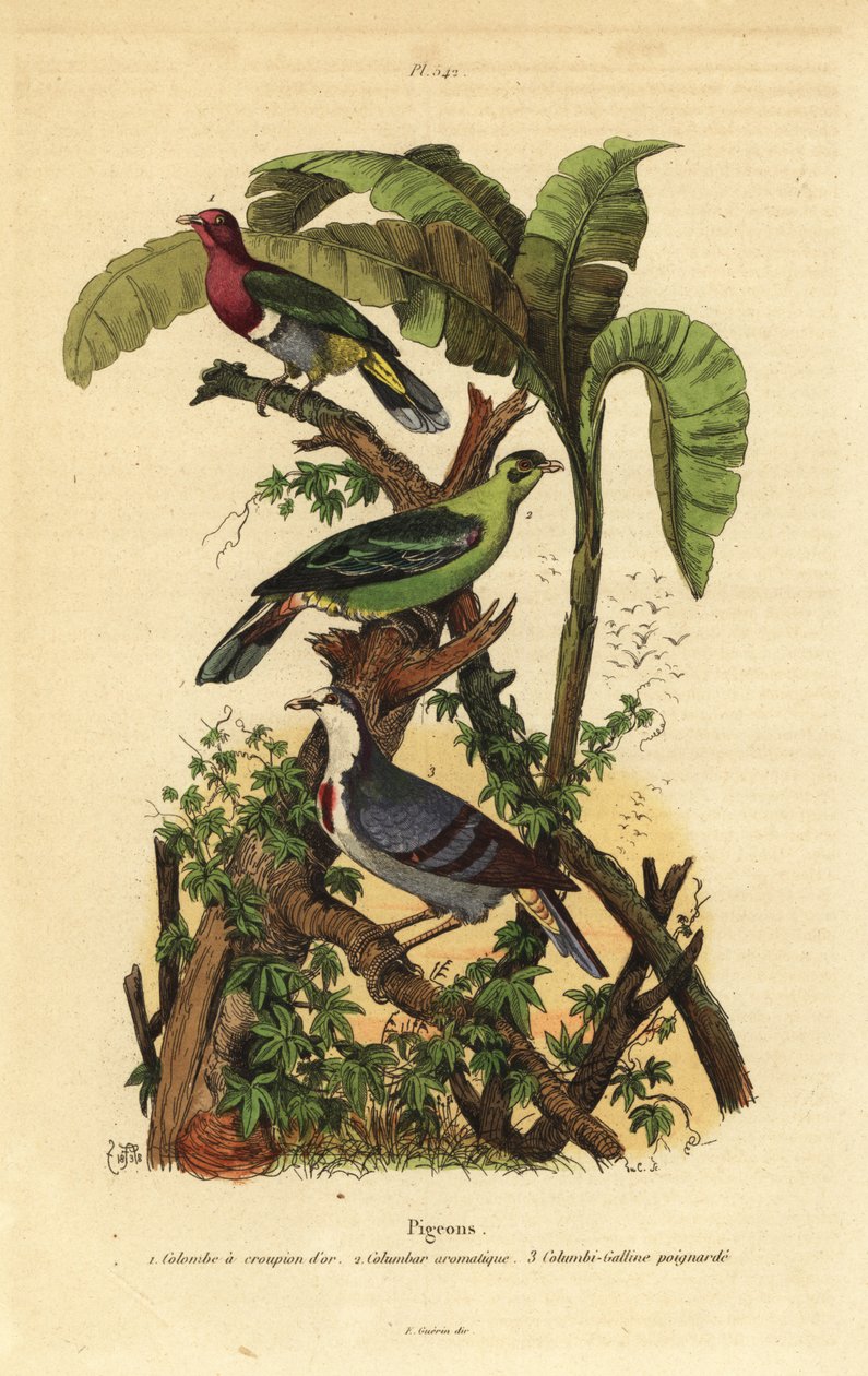 Rosenkopf-Fruchttaube, Ptilinopus porphyreus, Buru-Grüntaube, Treron aromaticus, und Luzon-Blutbrusttaube, Gallicolumba luzonica von Unbekannt