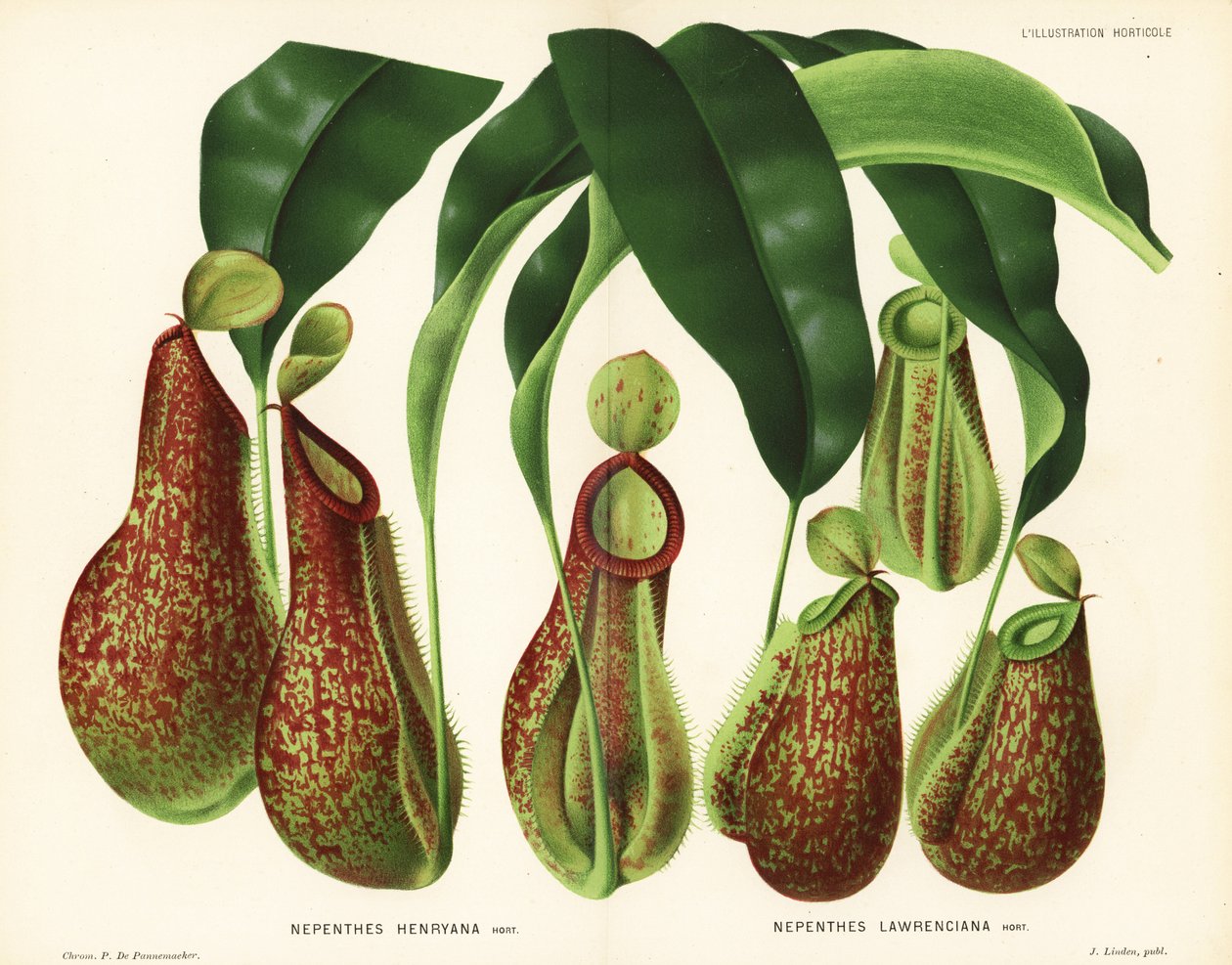Kannenpflanzenarten, Nepenthes-Arten (Nepenthes henryana, Nepenthes lawrenciana). Chromolithographie von P. de Pannemaeker aus Jean Lindens l