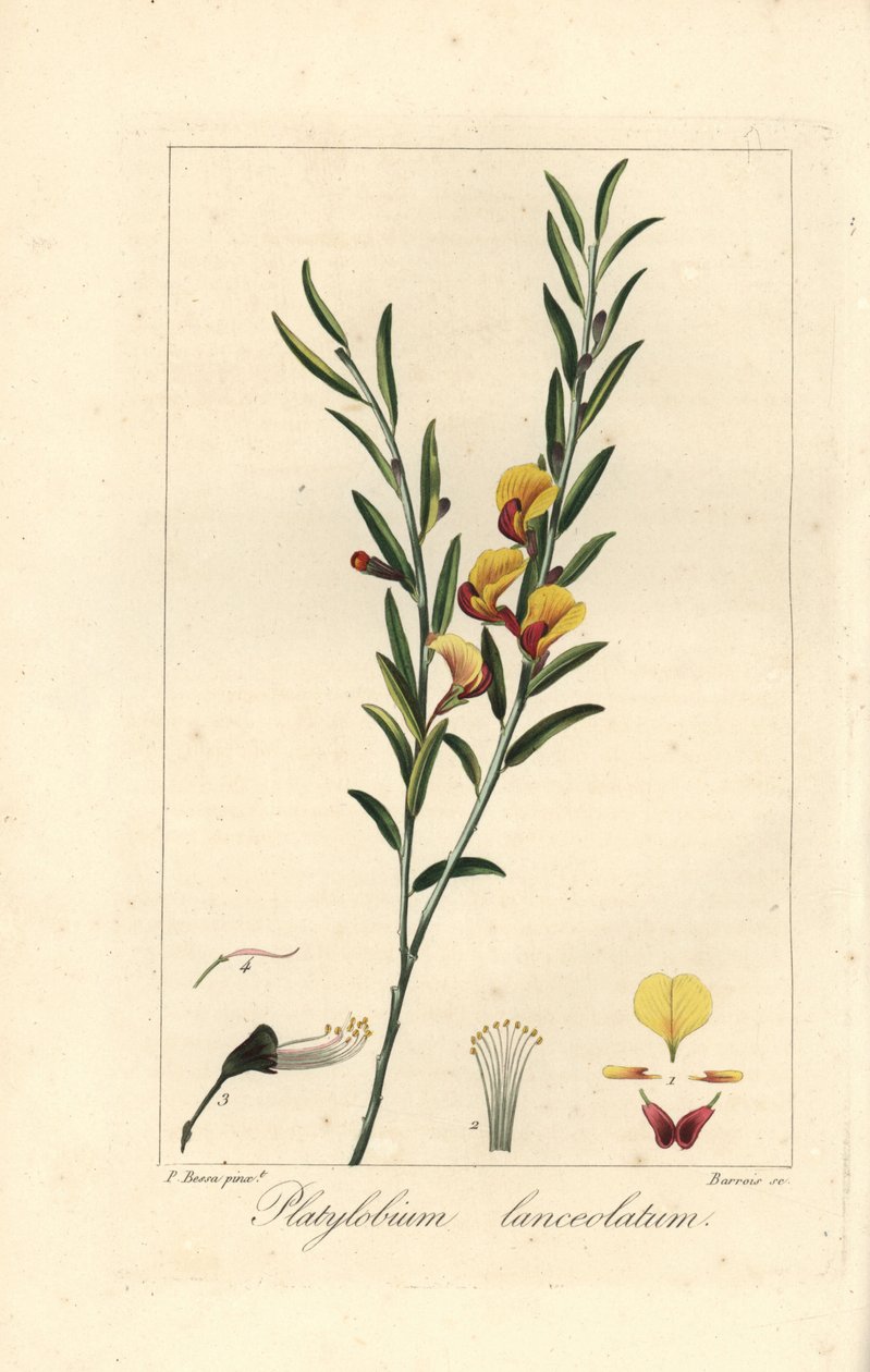 Platylobium lanceolatum, heimisch in Australien. Handkolorierter Punktstich auf Kupfer von Barrois nach einer botanischen Illustration von Pancrace Bessa aus Mordant de Launays Herbier General de l