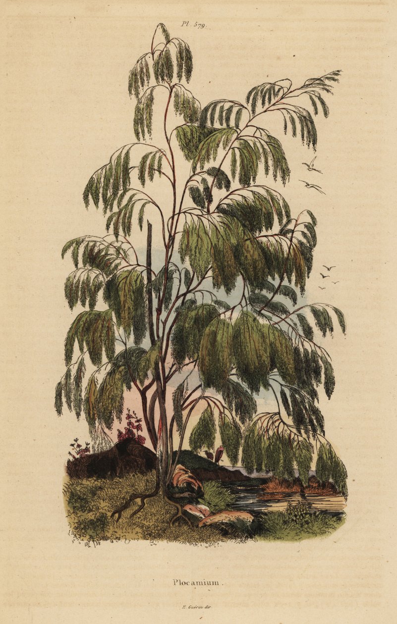 Plocama pendula Strauch von Unbekannt