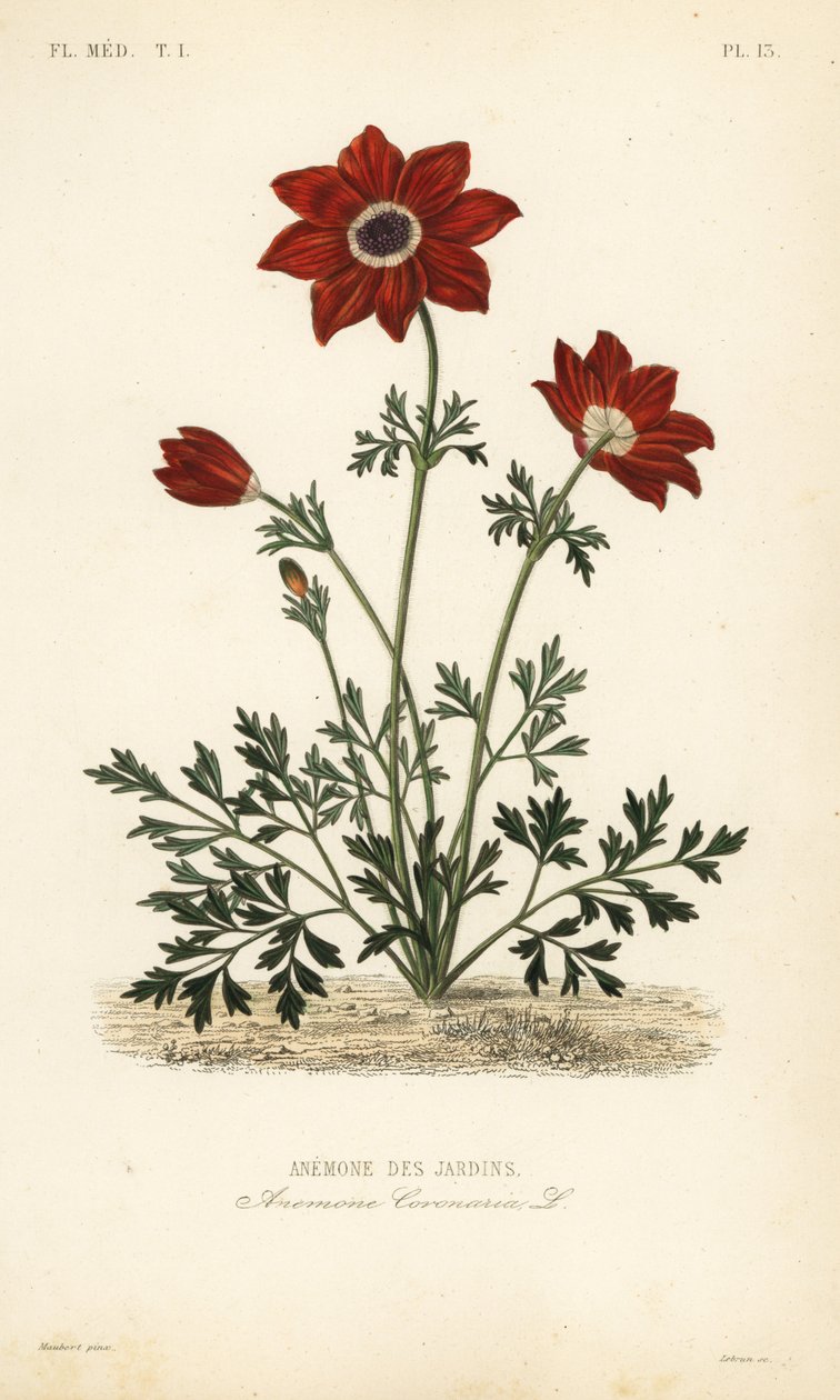 Kronenanemone, Anemone coronaria von Unbekannt