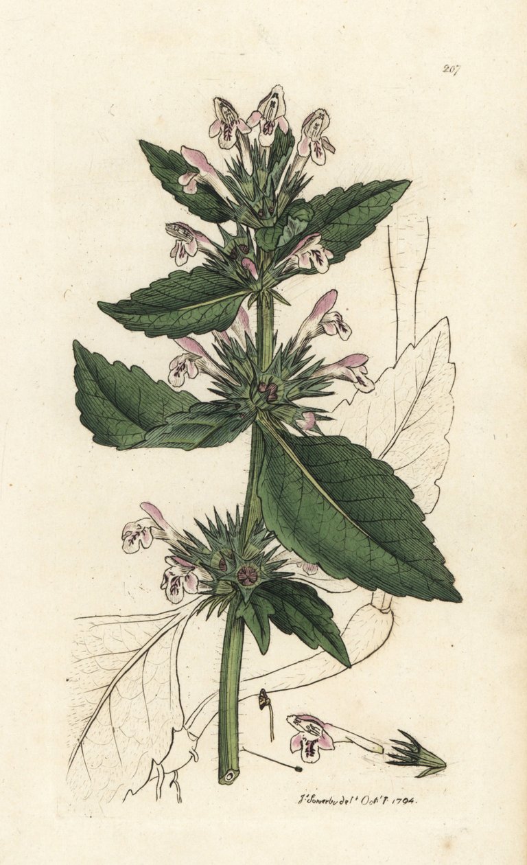 Rote Hanfnessel, Galeopsis tetrahit (Rote Nessel) Handkolorierter Kupferstich von James Sowerby aus James Smith