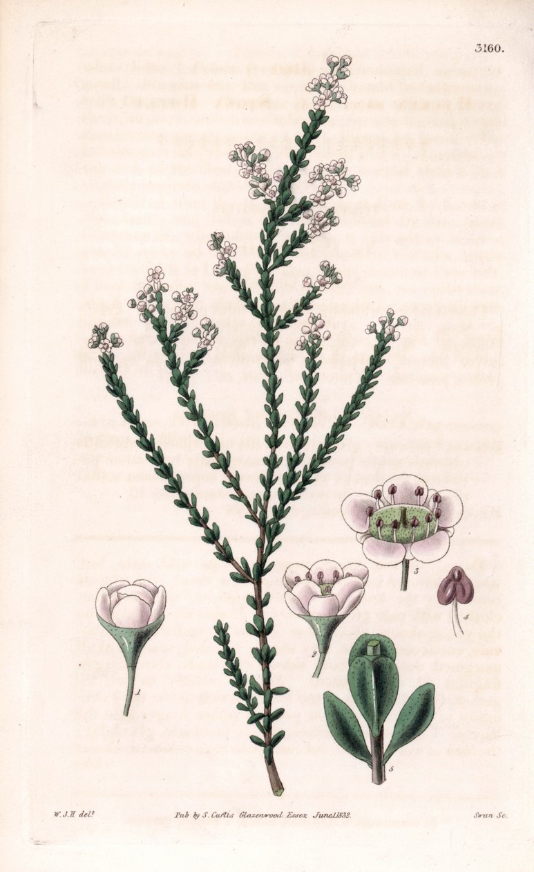 Fels-Thryptomene, Thryptomene saxicola (Südwest-Australischer Steingartenstrauch). Handkolorierte Kupferstichgravur von Swan nach einer Illustration von William Jackson Hooker aus Samuel Curtis