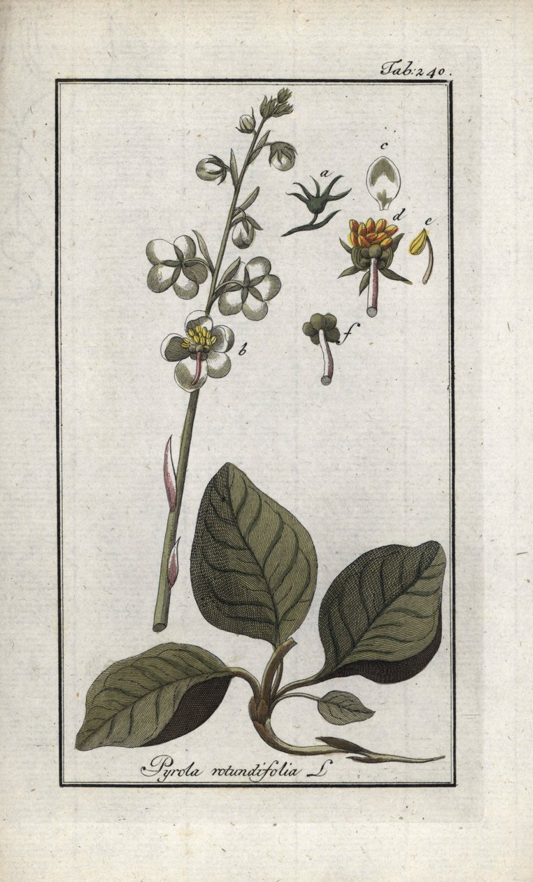 Rundblättrige Pyrole (Pyrola rotundifolia). Lithographie aus „Afbeelding der Artseny-Gewassen“ von Johannes Zorn (1739-1799), Niederlande von Unbekannter Künstler