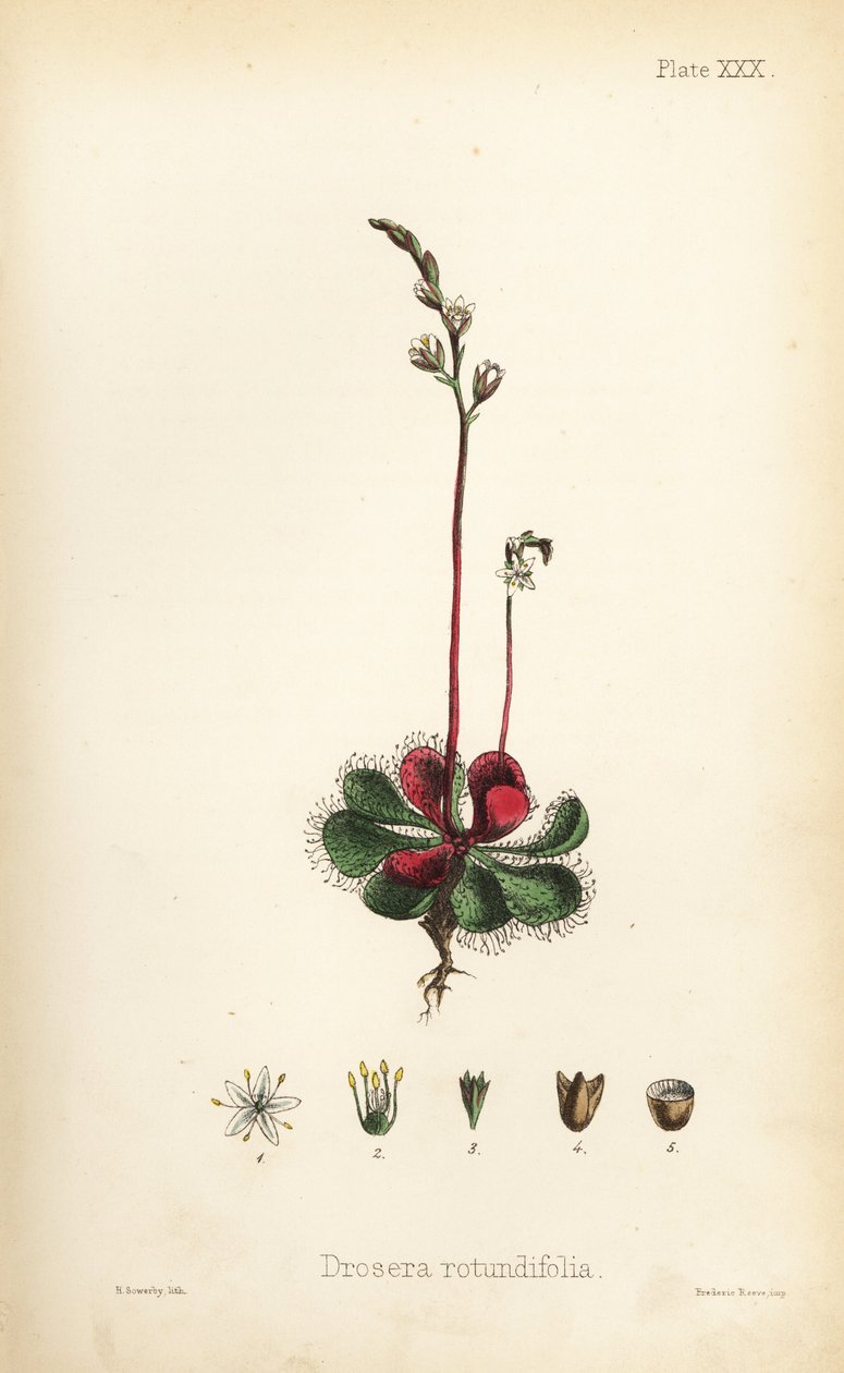 Rundblättriger Sonnentau, Drosera rotundifolia. Handkolorierte Lithographie von Henry Sowerby aus Edward Hamiltons Flora Homeopathica von Unbekannter Künstler