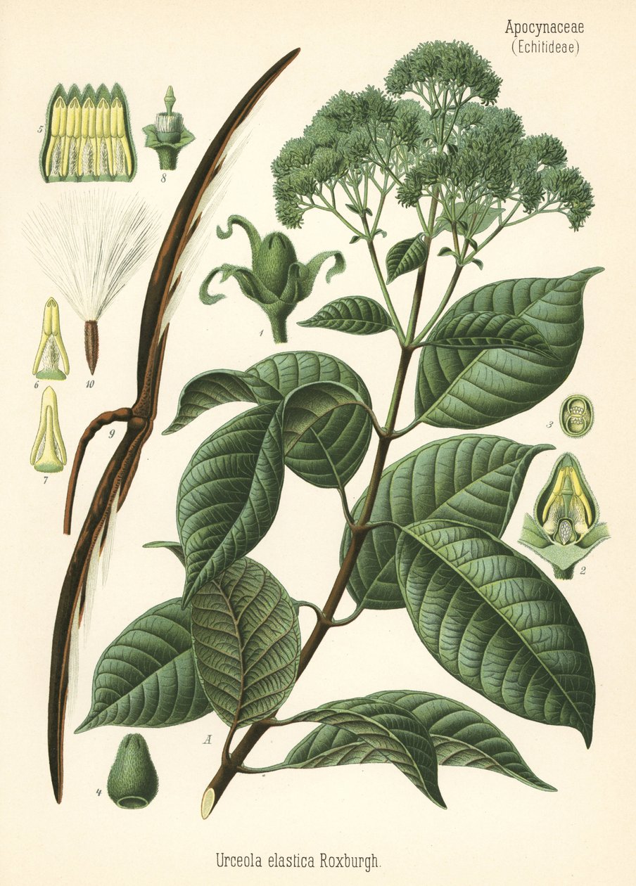 Kautschukbaum, Urceola elastica. Chromolithographie nach einer botanischen Illustration aus Hermann Adolph Koehler
