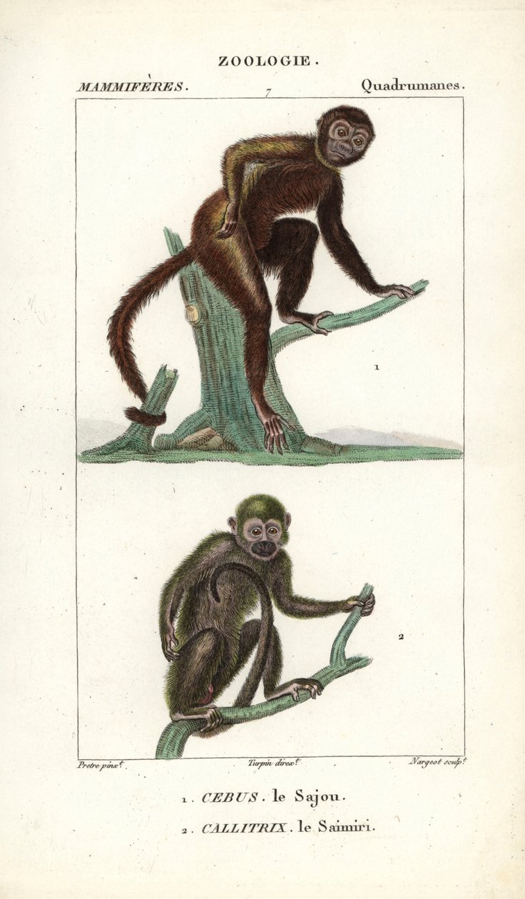Sajou oder Kapuzineraffe und Totenkopfaffe von Unbekannter Künstler