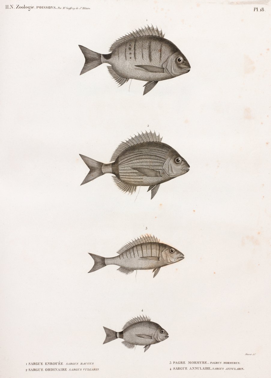 Sargue Enrouee; Sargue Ordinaire; Pagre Mormyre & Sargue Annulaire von Unbekannt