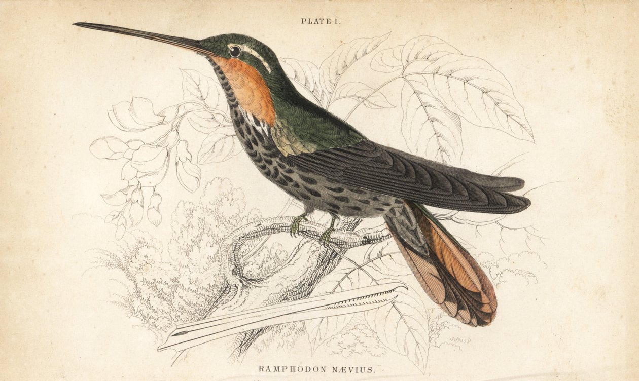 Sägeschnabel-Einsiedler, Ramphodon naevius (Gefleckter Sägeschnabel-Kolibri). Handkolorierter Stahlstich von William Lizars aus Sir William Jardines Naturalist