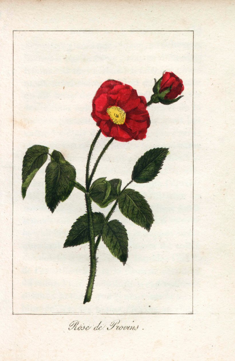 Scharlachrote Provence-Rose, Rose von Provins, Rosa gallica. Handkolorierte Kupferstich einer Illustration von Miss Prudhomme aus „Hommage rendu a la Rose“, Paris, circa 1815. Ein Geschenkbuch mit der Geschichte der Rose und einem Dutzend botanischer Minia von Unbekannter Künstler
