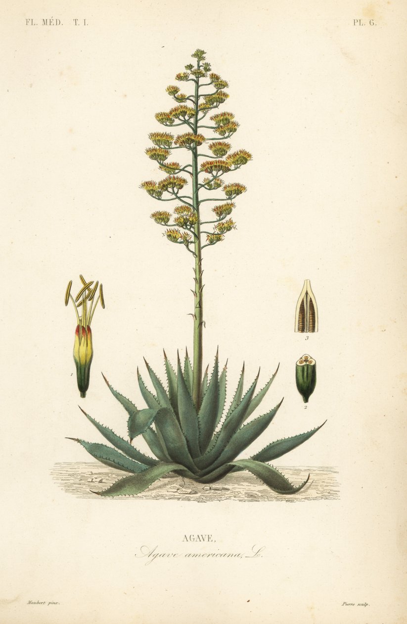 Jahrhundertpflanze, Agave americana von Unbekannt