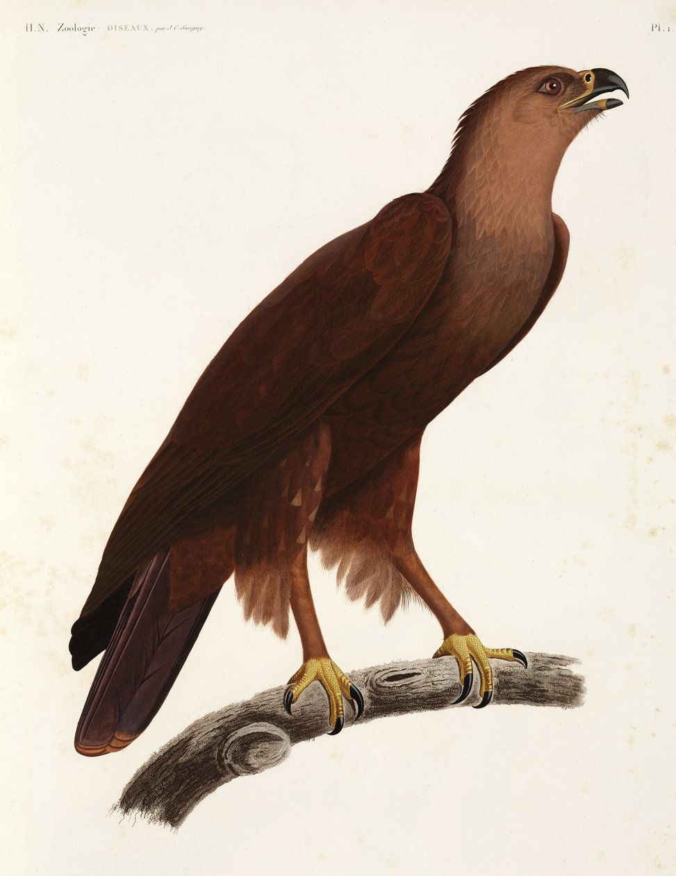 Schreiadler, Ägypten von Unbekannter Künstler