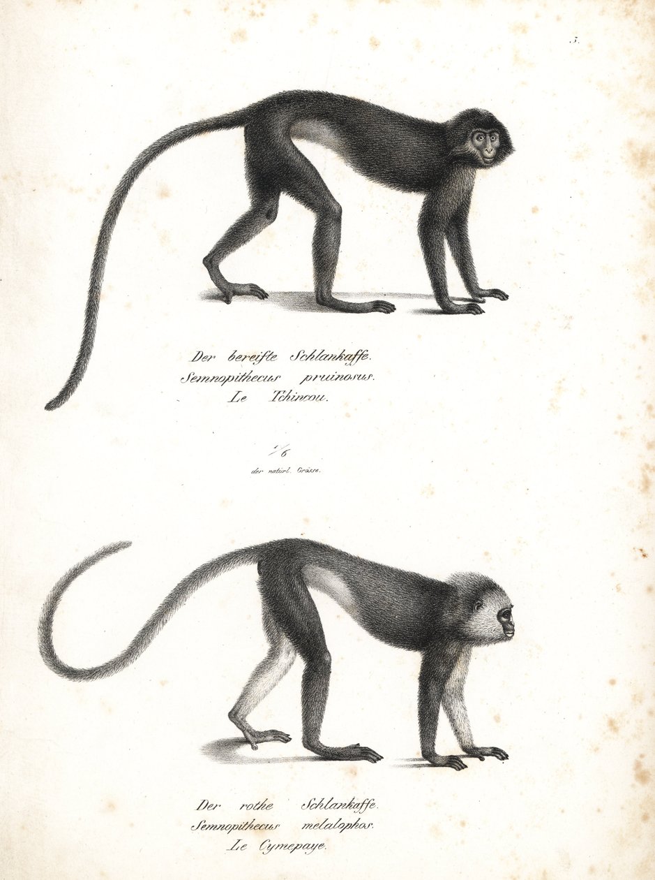 Silberner Lutung, Trachypithecus cristatus (Semnopithecus pruinosus) und Sumatra-Surili, Presbytis melalophos (Semnopithecus melalophos) gefährdet. Lithographie von Karl Joseph Brodtmann aus Heinrich Rudolf Schinz