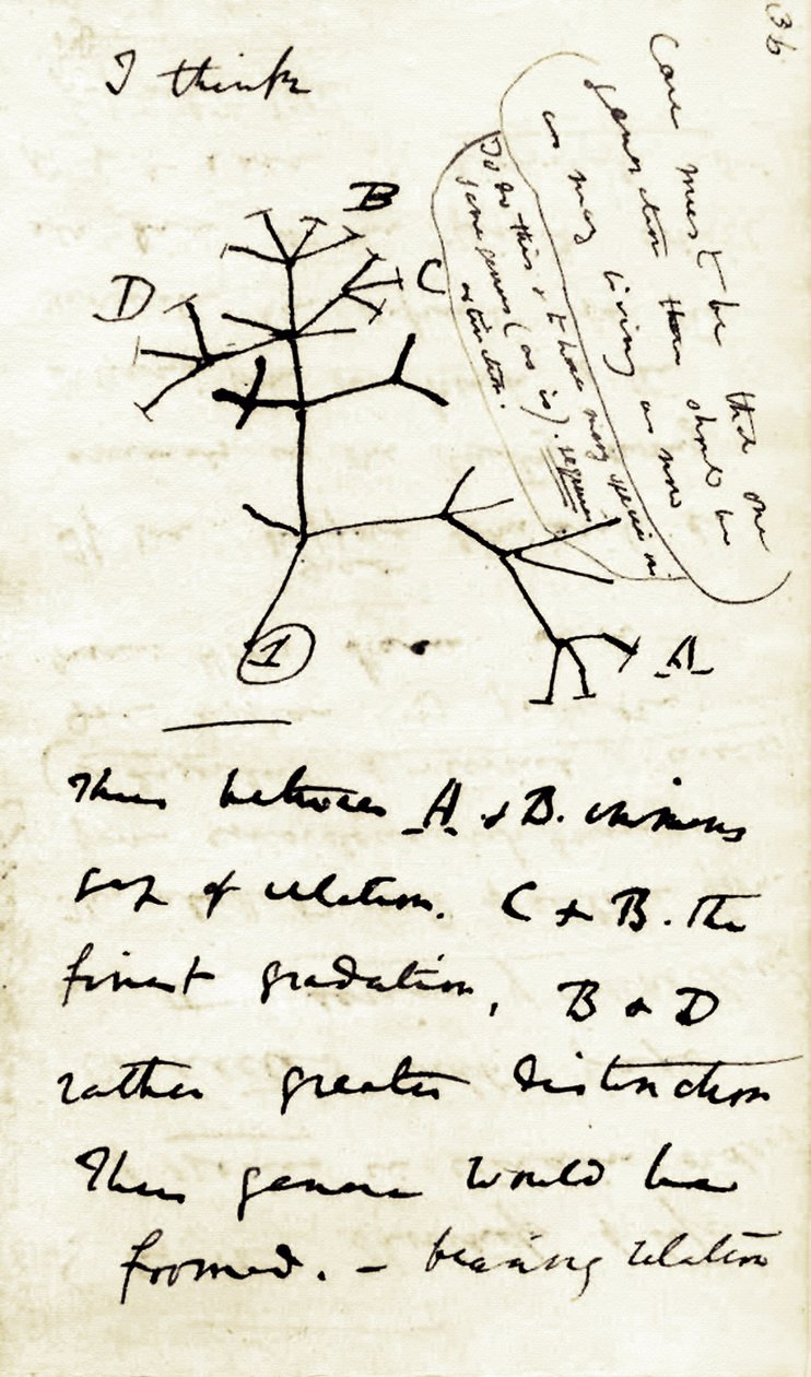 Skizze von Charles Darwin aus seinem ersten Notizbuch 